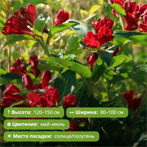 Вейгела Черри Лав (Cherry Love) 29882