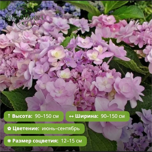 Гортензия крупнолистная Ю энд Ми Романс (You & Me Romance) 29885
