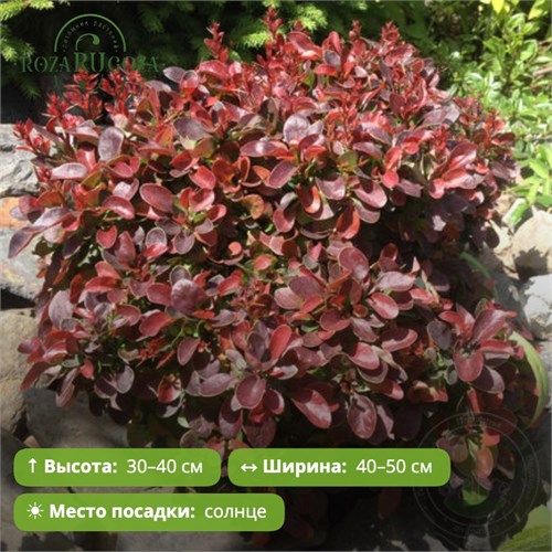 Барбарис Тунберга Багатель (Bagatelle) 29888
