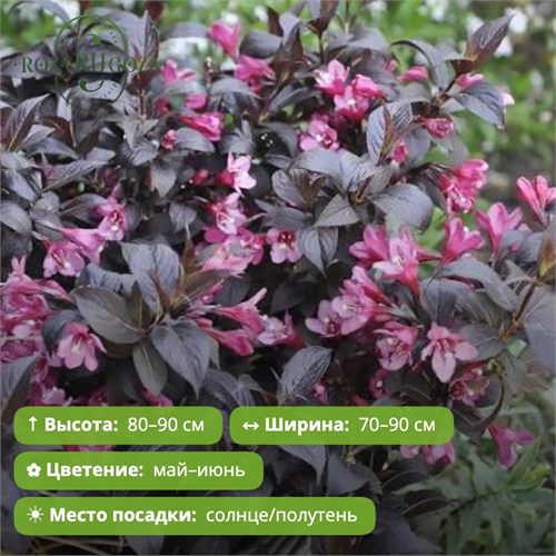 Вейгела Эльвира/Миднайт Вайн (Elvera/Midnight Wine) 29890
