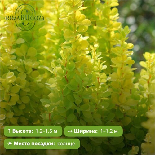 Барбарис Тунберга Голден Торч (Golden Torch) 29892