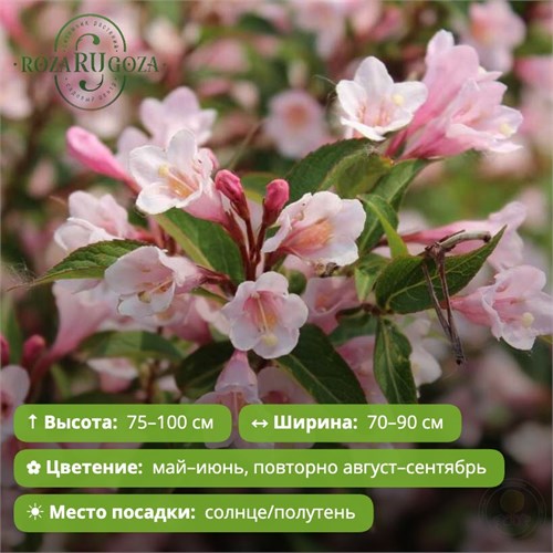 Вейгела Винтаж Лав (Love Series Vintage Love) 29893