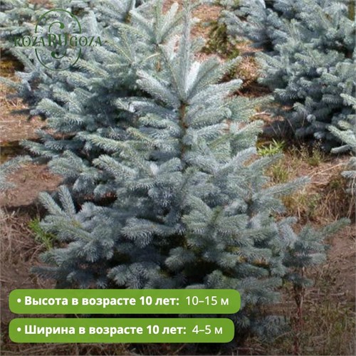 Ель колючая Глаука Маджестик Блю (Glauca Majestic Blue) 29894