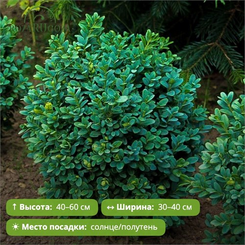 Самшит вечнозеленый Блауэр Хайнц (Blauer Heinz) 29897