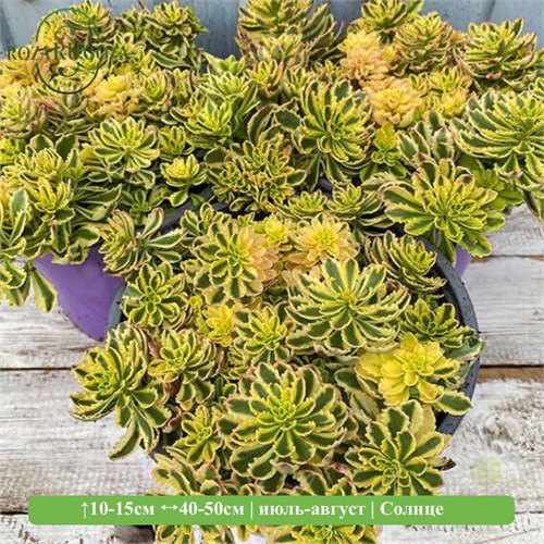 Очиток Миддендорфа Вариегата (Variegata) 29904