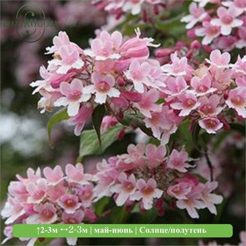 Кольквиция прелестная Пинк Клауд (Pink Cloud) 29905