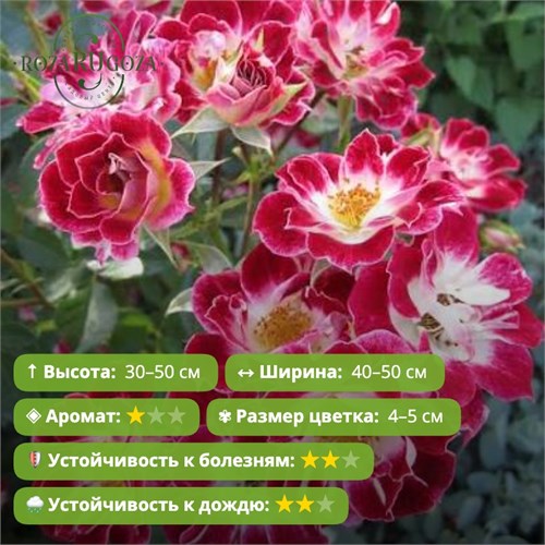 Роза бордюрная Литл Артист (Little Artist) | McGredy Новая Зеландия, 1982 Alex26-16