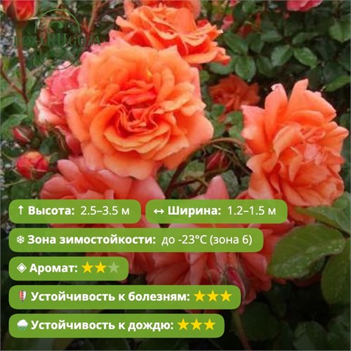 Роза плетистая Эбав Олл (Above All) | Warner Великобритания, 2013 Alex26-17
