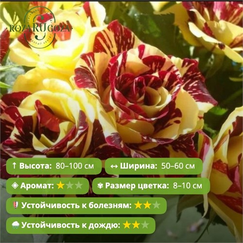 Роза чайно-гибридная Симсалабим (Simsalabim) | Kordes Германия Alex26-10