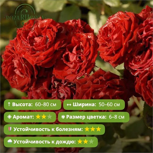 Роза флорибунда Таманго (Tamango) | Marie-Louise (Louisette) Meilland Франция, 1965 Alex26-19