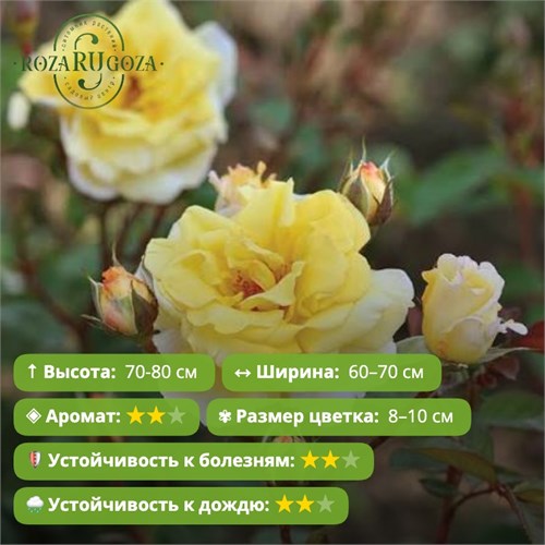 Роза флорибунда Надя Зеруали (Nadia Zerouali) | Pheno Geno Roses, Сербия, 2018 Alex26-22