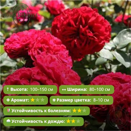 Роза кустовая Надя Ренессанс (Nadia Renaissance) | Olesen Дания, 2002 Alex26-23