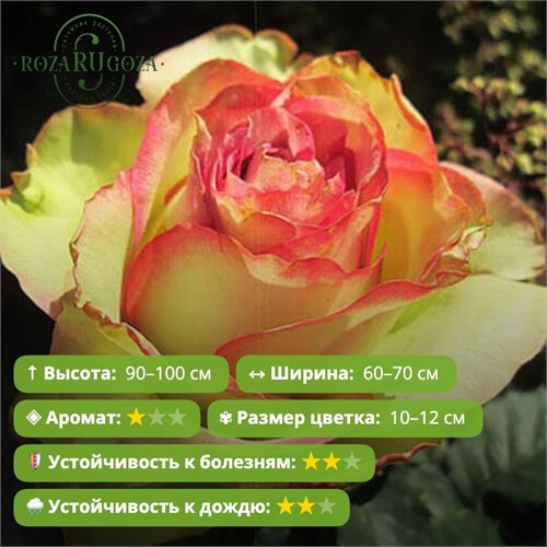 Роза чайно-гибридная Зазу (Zazoo) | Bartels Alex26-25