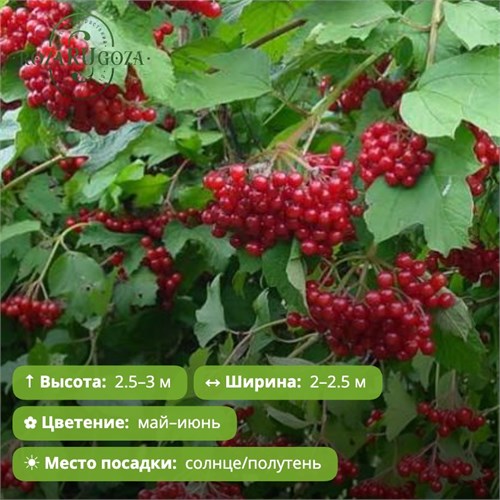 Калина Шукшинская VV26-7