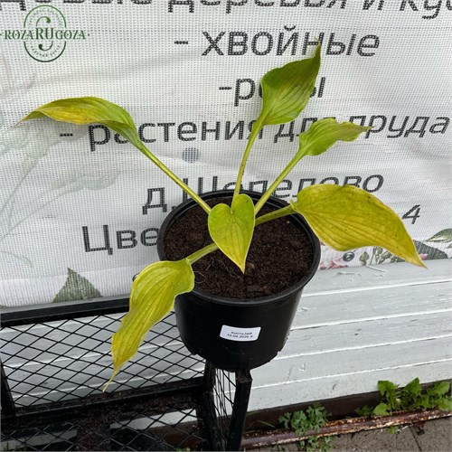 Хоста №8 52rKhXkOgDqoYwa85a2AN0