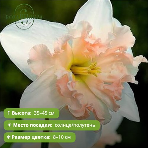 Нарцисс Палмарес (Palmares) 29923