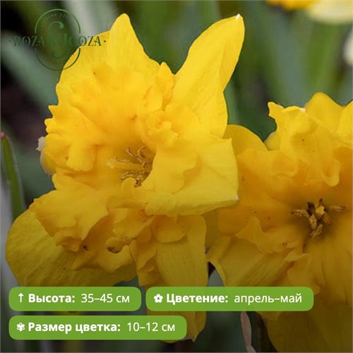 Нарцисс Еллоу Паррот (Yellow Parrot) 29924