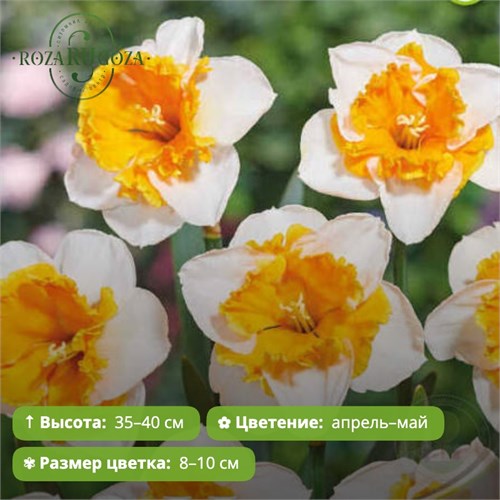 Нарцисс Лав Колл (Love Call) 29925