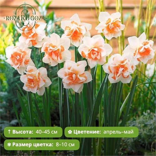 Нарцисс Реплит (Replete) 29928