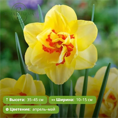 Нарцисс Тахити (Taghiti) 29929