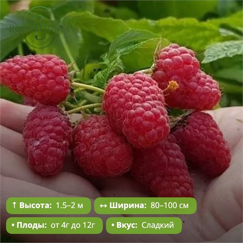 Малина Гордость России PR26-48