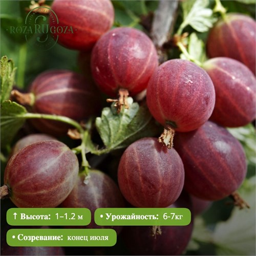 Крыжовник Краснославянский PR26-43