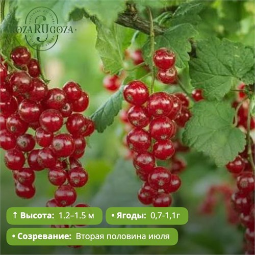 Смородина красная Константиновская (2 категория) PR26-41