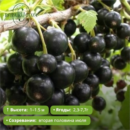 Смородина черная Пигмей PR26-40