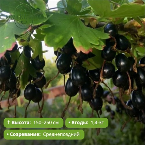 Смородина золотая Валентина PR26-38