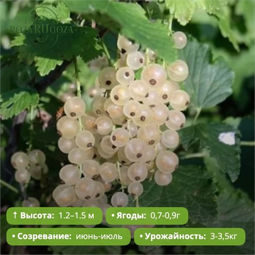 Смородина белая Булонь PR26-37