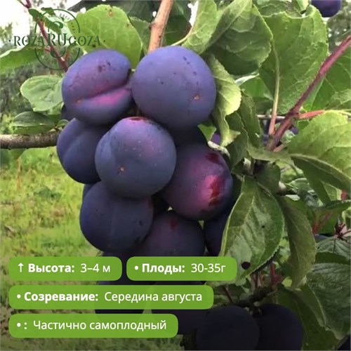 Слива Ночка PR26-34