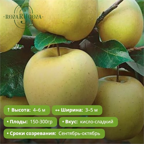 Яблоня Богатырь PR26-2