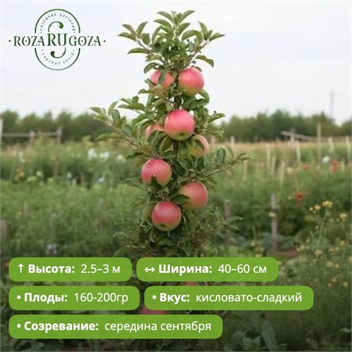 Яблоня колоновидная Виктория PR26-10
