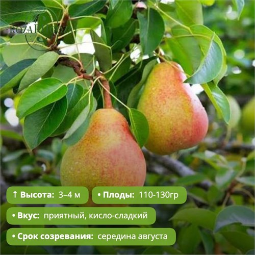 Груша Кафедральная PR26-14