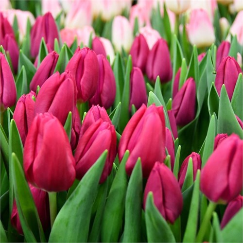 Тюльпан Пинк Ардор (Pink Ardour) 29965