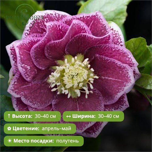 Морозник восточный Дабл Пинк Уайт Эдж (Double Pink White Edge) 29976