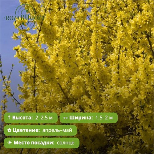 Форзиция Норзерн Голд (Northern Gold) 29977