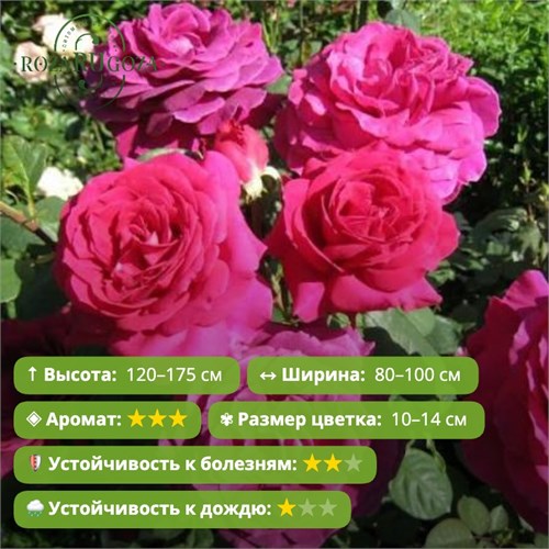 Роза чайно-гибридная Биг Перпл (Big Purple) | Stephens Новая Зеландия, 1985 FS26-66