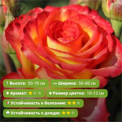 Роза чайно-гибридная Высшее общество (High Society) | Interplant HT Нидерланды, 2005 FS26-70