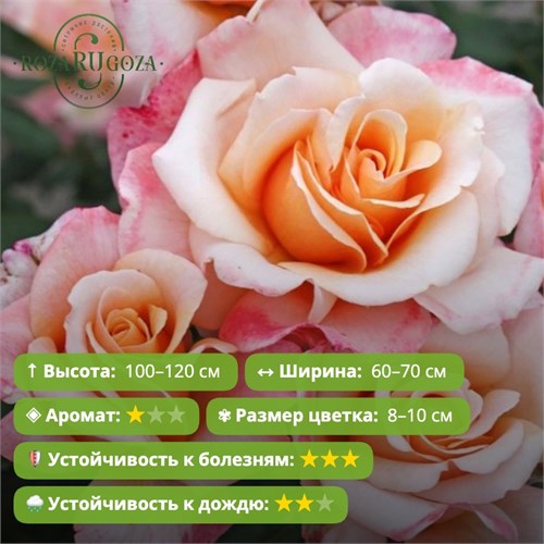 Роза чайно-гибридная О Хеппи Дэй (Oh Happy Day) | W. Kordes' Sohne Германия, 2015 FS26-75