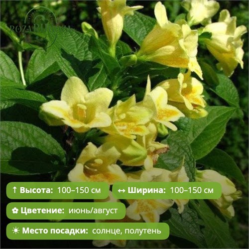 Вейгела Миддендорфа (Middendorffiana) OX26-3