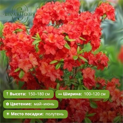 Азалия Фейерверк (Feuerwerk) OX26-4