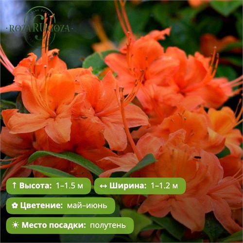Азалия Спекс Оранж (Spek's Orange) OX26-6