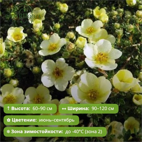 Лапчатка кустарниковая Примроуз Бьюти (Primrose Beauty) go25-27/GO26-12