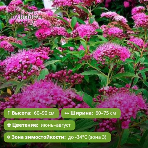 Спирея Дабл Плей Артист (Double Play Artist) go25-34/GO26-21