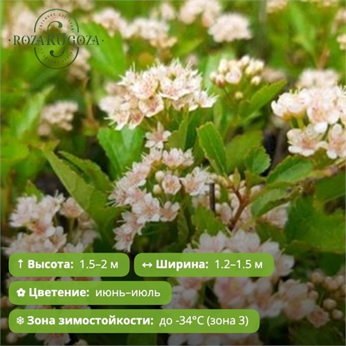 Пузыреплодник калинолистный Литл Грини (Little Greeny) (10-20см) GO26-15