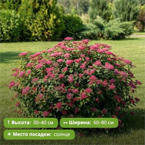 Спирея японская Мэджик Карпет (Magic Carpet) (10-20см) GO26-23