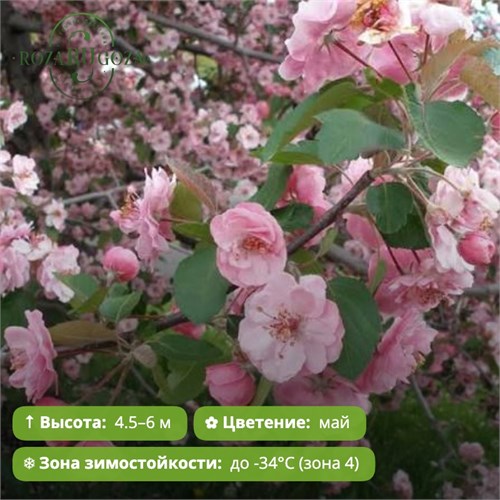 Яблоня декоративная Брендивайн (Brandywine) (50-150см) GO26-28