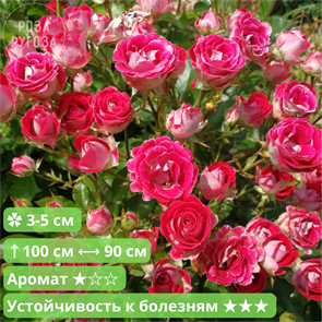 {{productViewItem.photos[photoViewList.activeNavIndex].Alt || productViewItem.photos[photoViewList.activeNavIndex].Description || 'Роза флорибунда Шоне Коблецерин (Rose Schone Koblenzerin) | Kordes Германия, 2008'}}