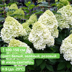 {{productViewItem.photos[photoViewList.activeNavIndex].Alt || productViewItem.photos[photoViewList.activeNavIndex].Description || 'Гортензия метельчатая Геркулес (Hercules)'}}